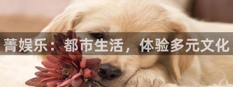 门徒平台登录入口官网注册